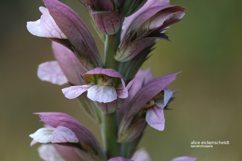 Wahrer Bärenklau (Acanthus mollis)